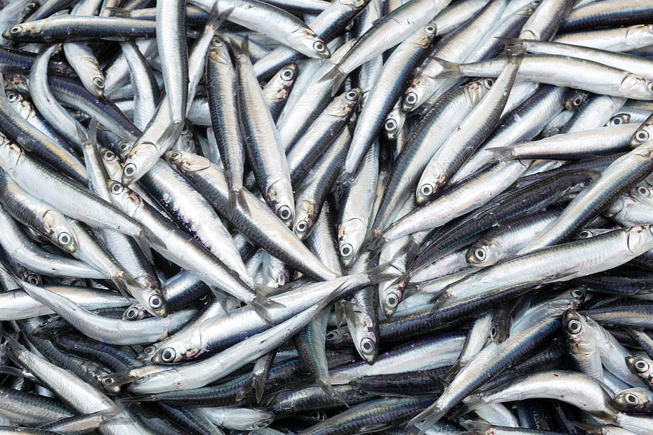 Sardines